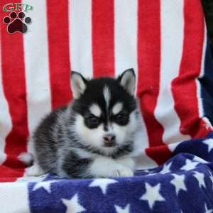 Griffin, Pomsky Puppy